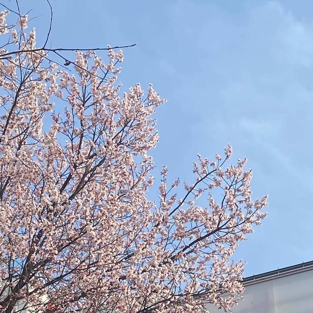 geewonii 게시물 이미지: 봄 이 왔 어 요 ♥︎