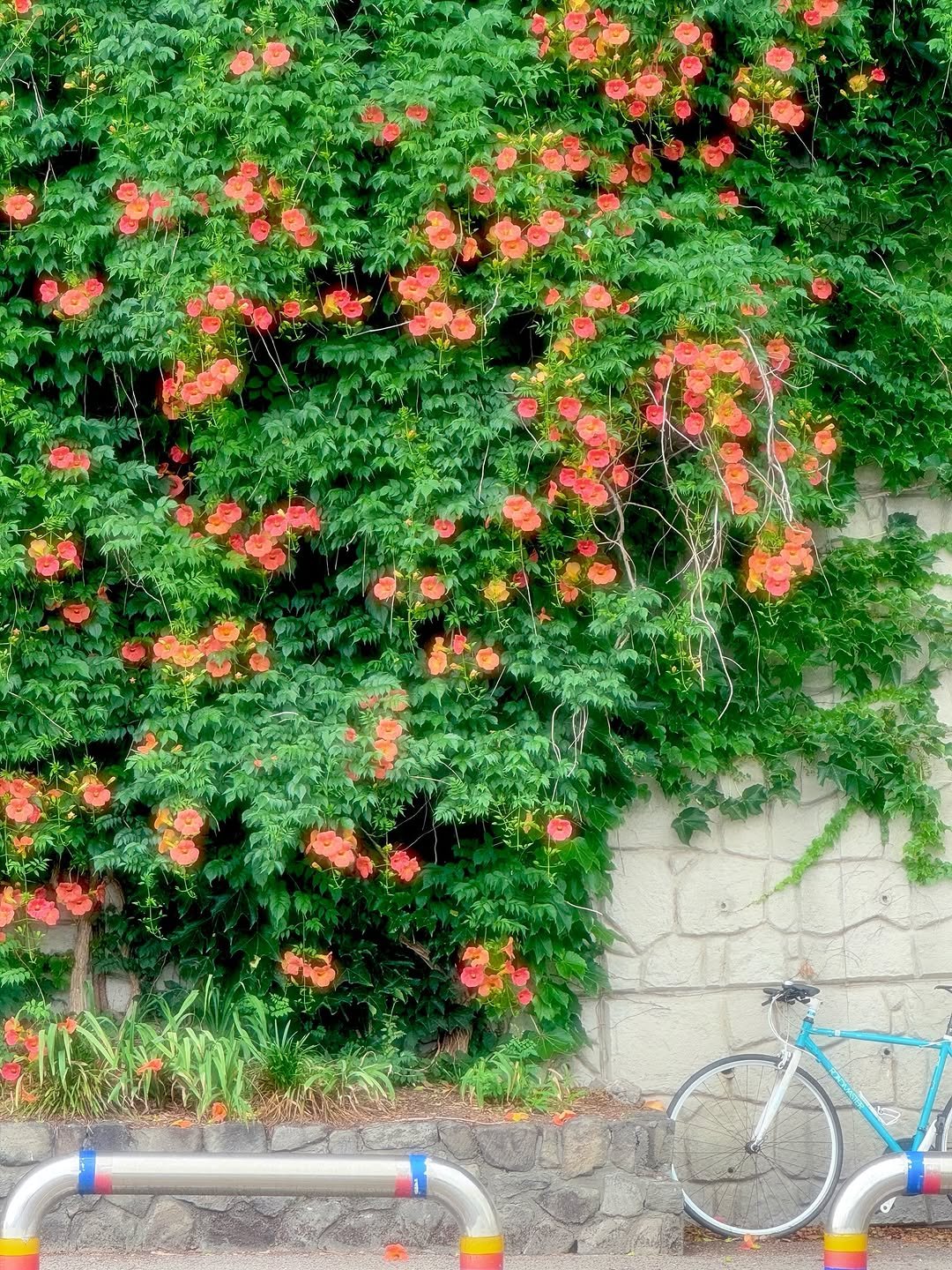Photo by 경기관광공사 on June 30, 2025. May be an image of bicycle, yellow jessamine and text.