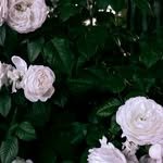 _choiyuree 프로필 사진