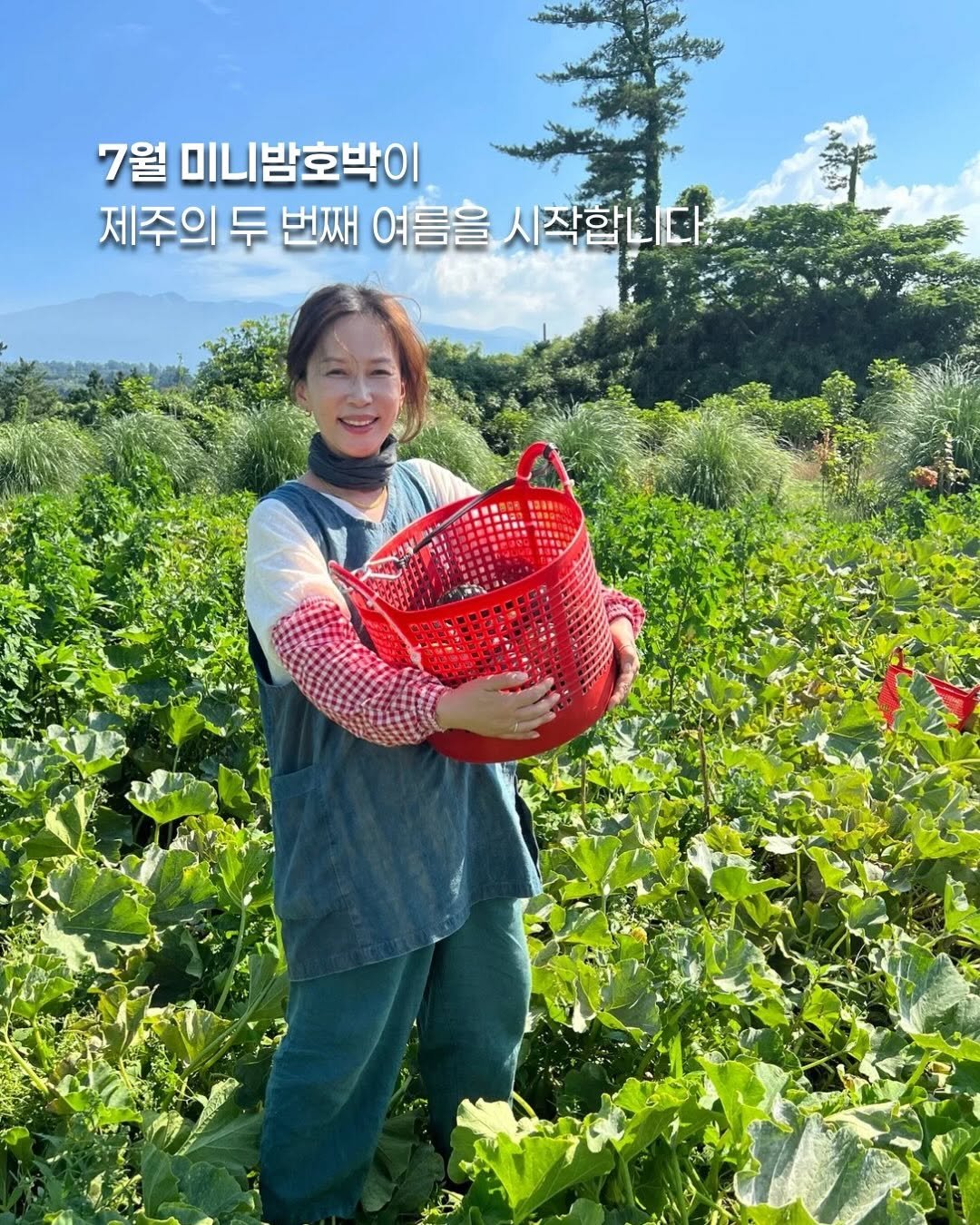 jeju_momsfarm 게시물 이미지: 7월 미니밤호박이 
제주의 두 번째 여름을 시작합니다.🫣

초당옥수수의 분주한...