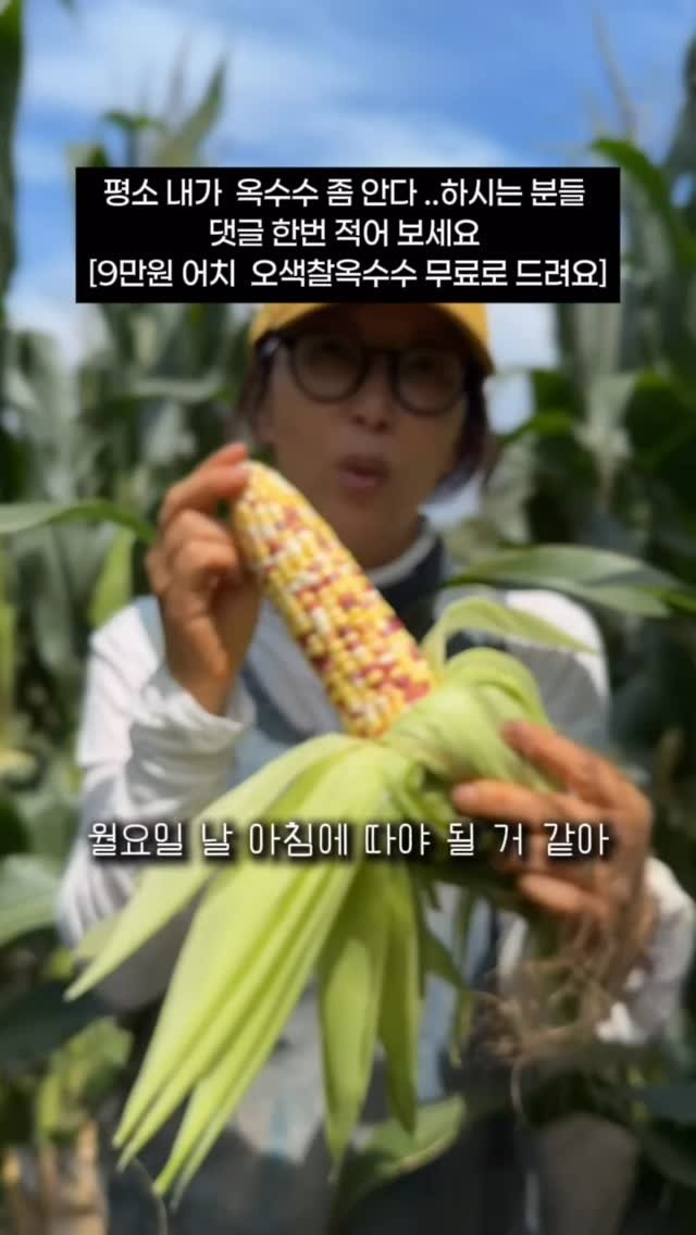 jeju_momsfarm 게시물 이미지: 작년 이맘때, 
제 입맛에 맞는 옥수수를 알게 되어 
인친님들께 맛을 보여드렸던...