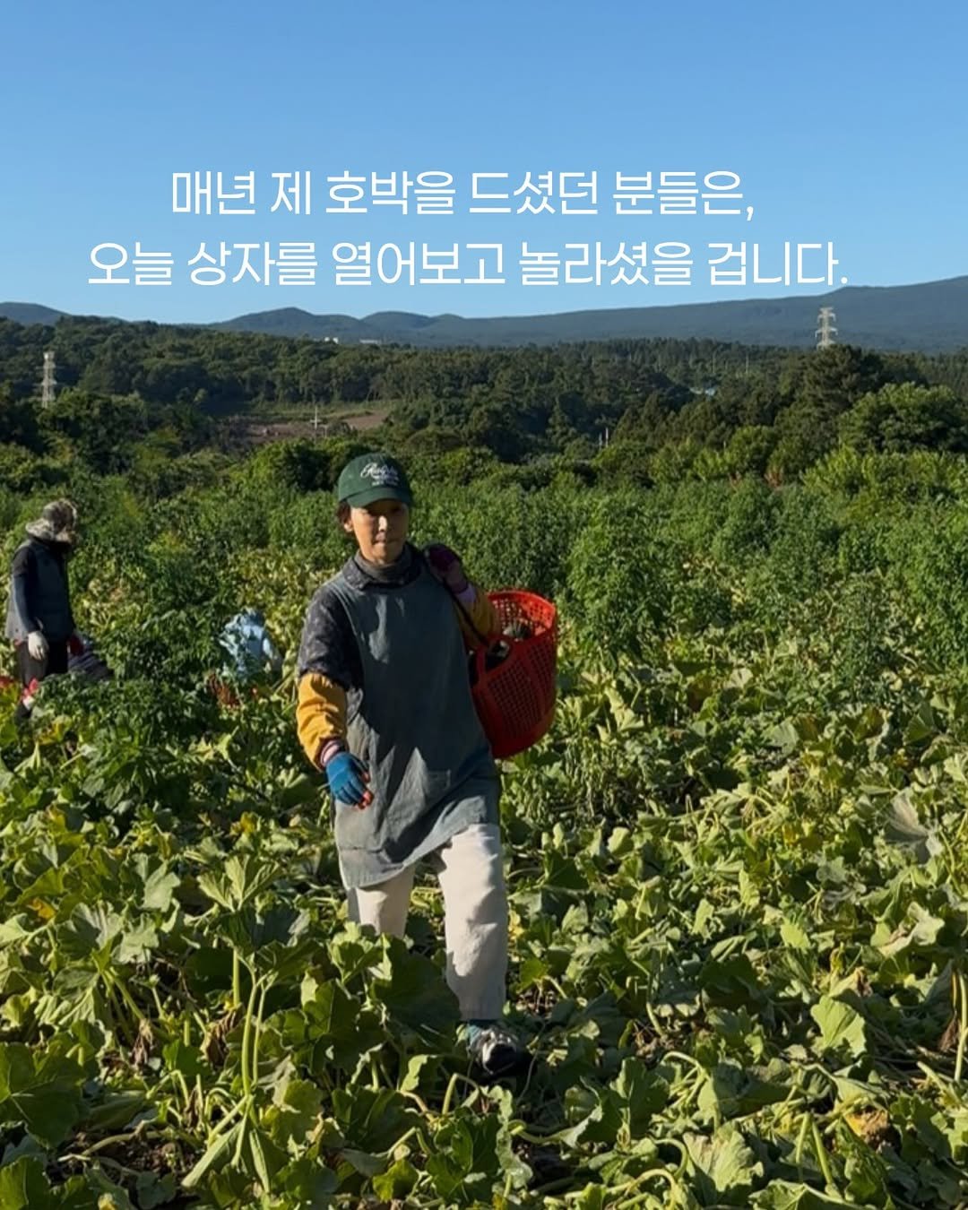 jeju_momsfarm 게시물 이미지: 지난 몇 해 동안 
나는 흙 묻은 미니 밤호박을 씻어 보내는 일을 
일종의 의무처럼...
