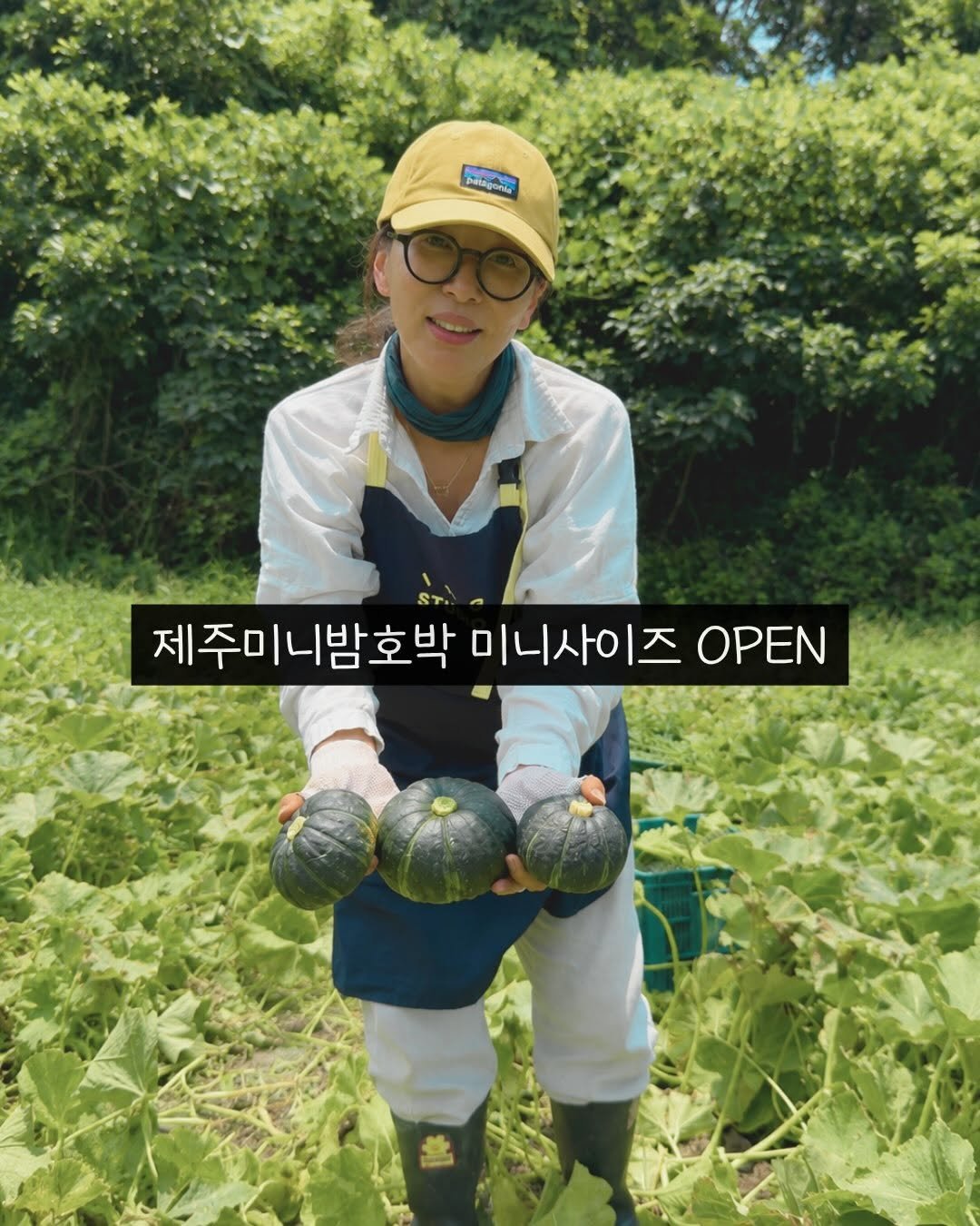 jeju_momsfarm 게시물 이미지: 올해 미니밤호박 마지막 발송을마치고 보니, 
앙증맞은 녀석들이 제법 남아...