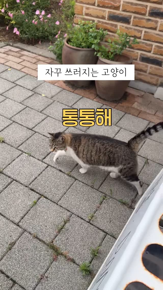 mang9mee 게시물 이미지: 터질것 같은 목걸이를 하고 있던 핫바같은 고양이
너무 귀여워서 영상으로 남겨둬야할...