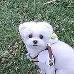 bookkeu_puppy 프로필 사진